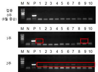 ASSVd infectious clone을 이용한 사과 자홍 품종의 부위 및 시기별 ASSVd 감염여부