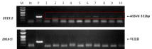 ASSVd infectious clone 감염주에 대한 진단결과(2016. 4.)