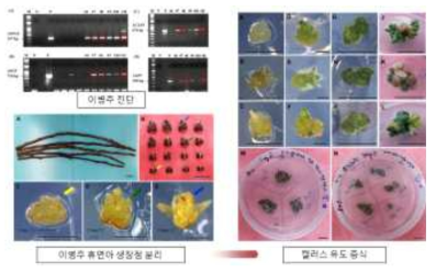 사과 홍로 바이러스 감염 휴면아로부터의 분열조직 분리와 증식된 캘러스