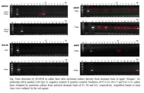 휴면아로부터 분리된 분열조직의 증식된 캘러스에서의 바이러스 진단
