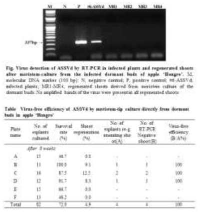 사과 홍로 휴면아로부터 생장점 배양을 통한 ASSVd 제거 효율