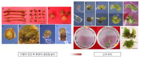 포도 거봉의 휴면아로부터 생장점 배양을 통한 GFkV-free 신초 재생