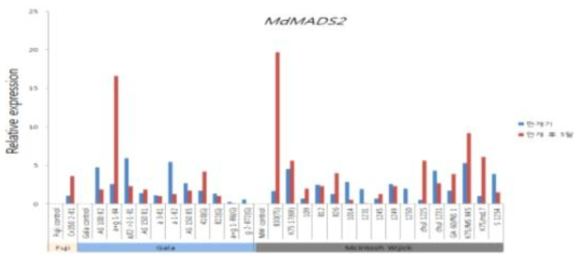사과 품종별 MdMADS2 형질전환체의 계통간 유전자 발현