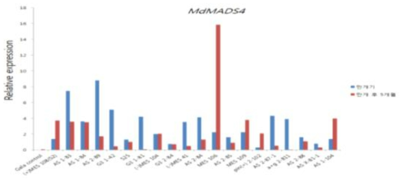 사과 품종별 MdMAD4 형질전환체의 계통간 유전자 발현