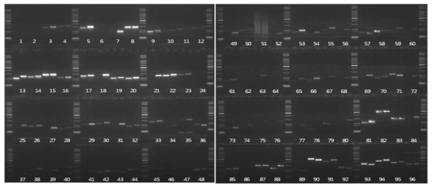 Indel 및 SSR 프라이머를 이용한 PCR 증폭 안정성 검정 및 적합 분자표지 선발