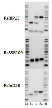 RsIBP 15, RsSSR109, RsInD28 분자표지를 이용한 속간교잡 F1 15-IGH-T4RA31의 검정. M: 100bp DNA ladder, P1: 순무 IT209127-2(T4, 화분친), 1: 속간교잡 F1 15-IGH-T4RA31 P2: 무 14-RA31-2 (자방친)