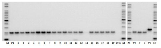 분자표지 RsInD28을 이용한 속간 교잡 후대 FIH 검정. M: 100bp DNA ladder, P1: 순무 TFG157(자방친), P2: 무 FH40(화분친), 1-19: 2014년 가을 파종한 속간 교잡 후대