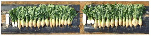 4배체(좌)와 2배체(우) ‘청운무 F2식물체의 포장 수확 사진