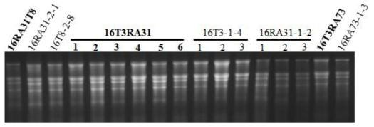 속간교잡 F1과 각각의 부모로부터 total RNA 추출한 후 Agarose gel 전기영동 사진