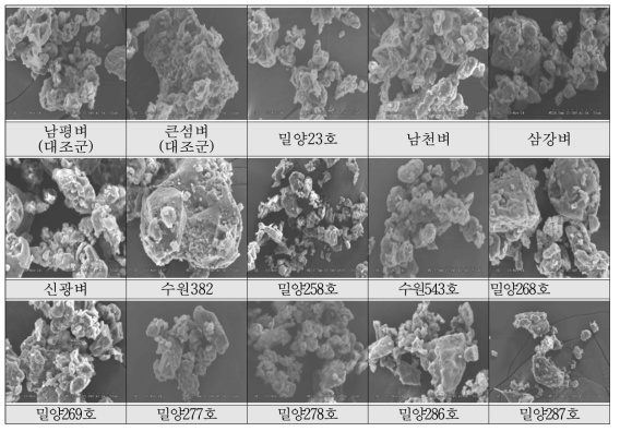초다수 벼 품종 및 계통별 주사전자현미경(SEM) 사진