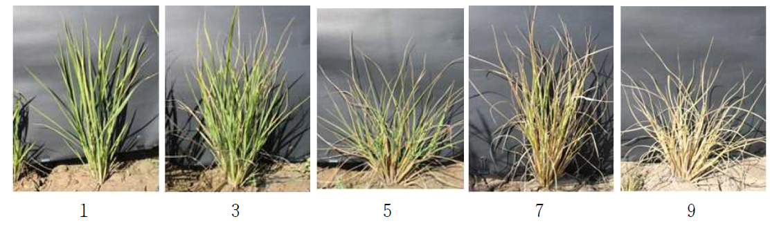 가뭄저항성(Leaf withering degree) 평가 기준