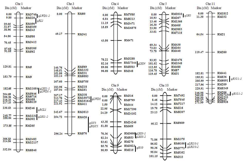 IAPAR-9/Akihikari RIL 집단 내한발성 연관 염색체 위치