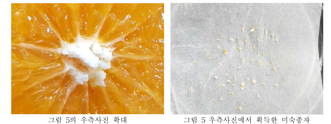 신예감 4배체 교배과실 확대 및 획득 미숙종자