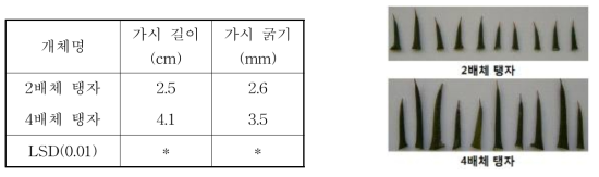 2배체와 4배체 탱자의 가시 크기 비교