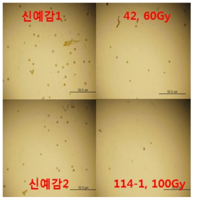 신예감 방사선 조사 무핵 개체의 화분량