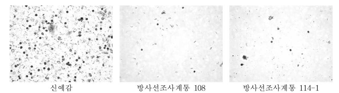 신예감 및 방사선 조사계통 화분량 조사