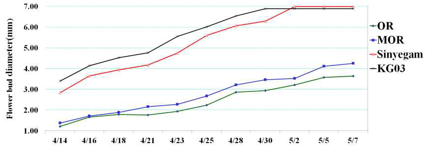 OR, MOR, KG03, 신예감의 시기별 꽃눈 직경