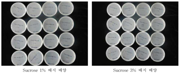 Sucrose 및 호르몬 조합별 약배양 사진(Moro)