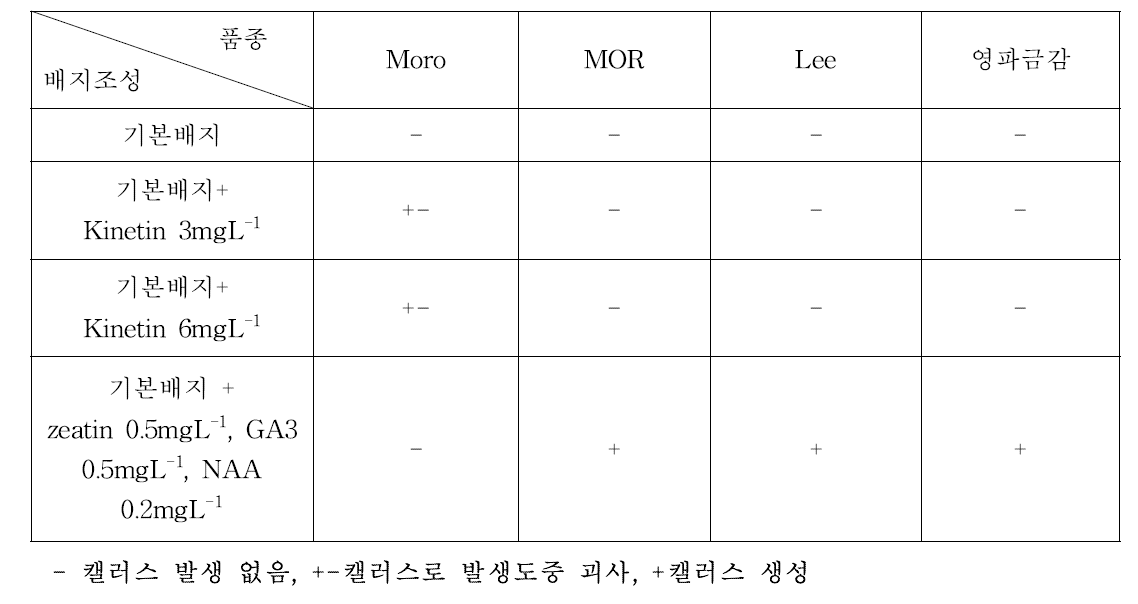 배지에 조성에 따른 품종별 캘러스 발생 상황