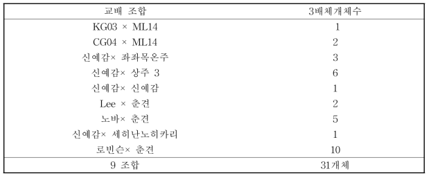 교배 조합별 획득 3배체 수