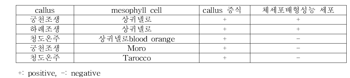 원형질체 융합 조합 및 배 발생 가능 세포 형성 상황