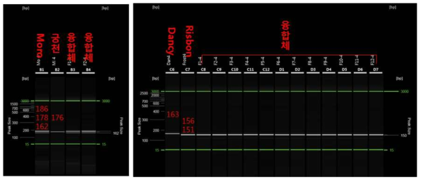 궁천조생 + Moro, Dancy mandarin + Frost risbon 융합체의 SSR 분석 * primer: C.S.SSR4 이용