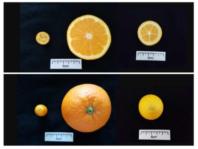 장실금감(좌), 길전오렌지(중간), 길전 오렌지 + 장수금감 세포융합체(우)의 착과개체