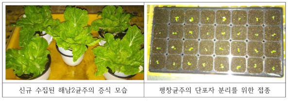 뿌리혹병 인공 접종을 위해 증식 및 단포자 분리 시험중인 균주 모습