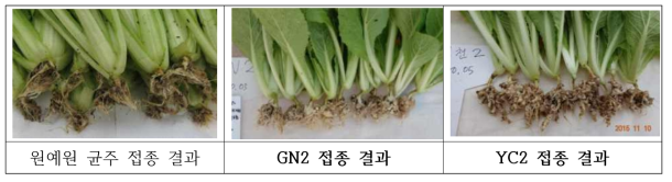 인공접종용 균주의 병원성 확인 위한 인공 접종 결과 → 병증이 확실하게 발현되는 GN2(wild type)와 YC2(race2) 선발