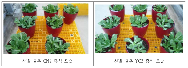 선발된 2종류 균주의 증식을 위한 재배 모습 ※ 환경 오염 방지 및 균주의 병원성 유지를 위해 구멍이 없는 화분에 정식