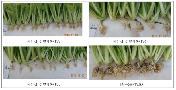 뿌리혹병에 저항성으로 선발된 3계통의 발병 모습 (GN2 균주 이용)