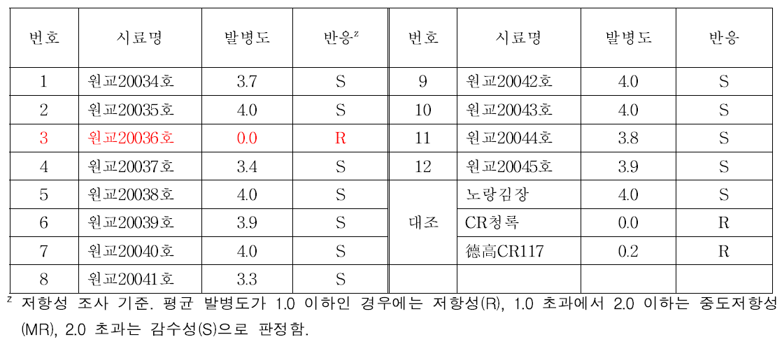 뿌리혹병균 정선 균주에 따른 배추 시료의 저항성 검정 결과