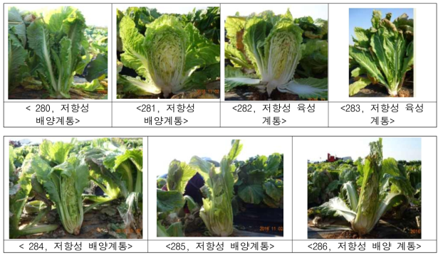 뿌리혹병 저항성 선발 자원 후대의 원예적 특성 평가 ※ 병에 저항성인 자원은 원예적 특성이 열악한 경향을 보였음