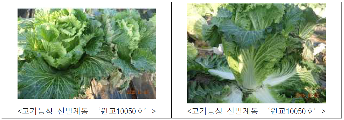 최종 선발 계통의 모습