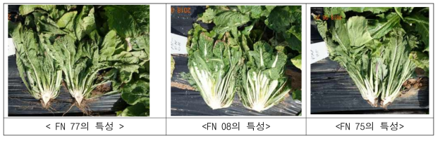 선발자원의 원예적 특성은 매우 열악, 양호한 3점의 모습