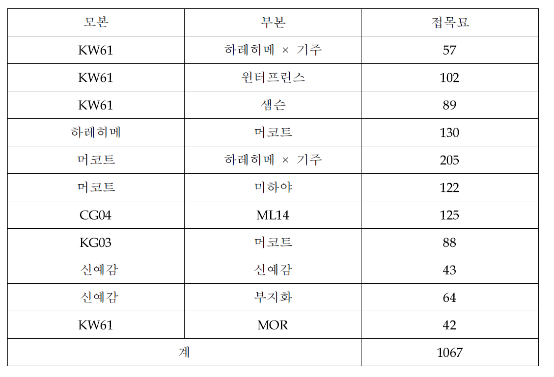 접목 교배조합 및 접목묘 양성수