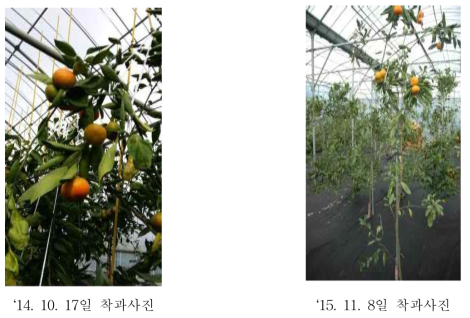 하레히메× 하레조생 10 착과 사진