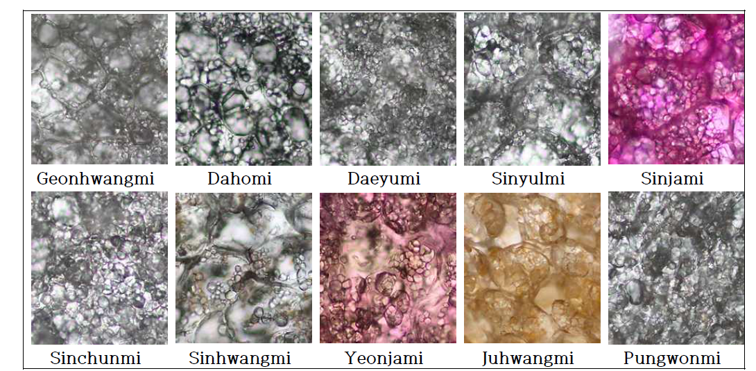 고구마의 세포 구조 관찰 (×10)