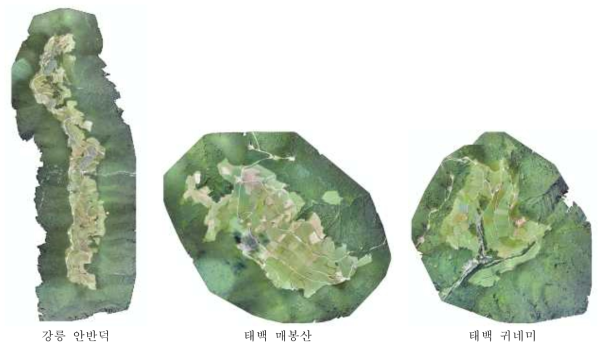 고랭지배추 주산지 무인기 촬영 영상