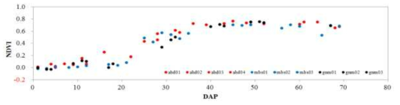 정식 후 생육일자(DAP)별 NDVI 변화