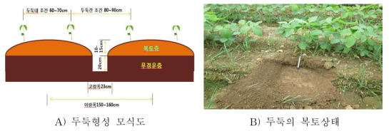 보리배토기 탈부착 장치 이용 콩 파종 시 두둑 형성 모습