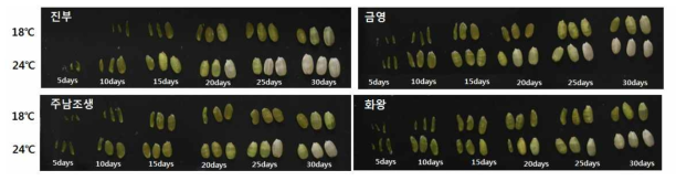 등숙기 온도에 따른 출수 일별 현미변화