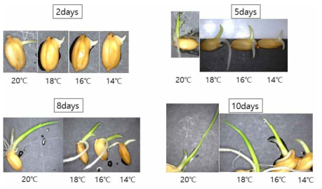 파종 후 온도처리별 벼의 초기 생장