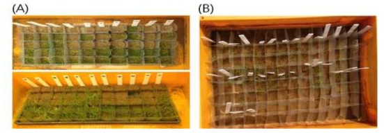 Cultivation of weedy rice for testing of emergence characters using (A) low dormancy and (B) high dormancy weedy rice genetic resources. Low or high dormancy weedy rice was classified according to the germination rate of 80%. Seed was sowed at different soil depth conditions with three replications. Low dormancy weedy rice was cultivated at 15/5℃, 16/6℃, 17/7℃, 18/8℃, 19/9℃ with 13 hours light condition. High dormancy weedy rice was cultivated at natural condition from November in to 2015 to May in 2016