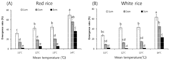 Emergence rate of low dormancy weedy rice according to brown rice color, (A) red and (B) white, under different temperature conditions at 30 days after sowing. Same letters are not significantly different at p < 0.5 (Duncan’s multiple test)