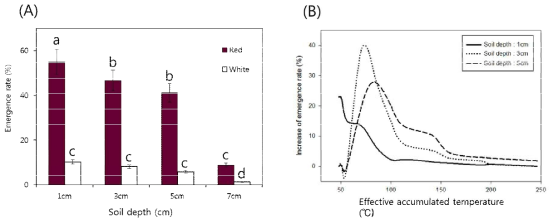 Emergence rates of high dormancy weedy rice under the natural condition. (A) Emergence rates (%) of weedy rice at middle of May and (B) increase of emergence rate (%) according to effective accumulated temperature under different soil depth conditions. Effective accumulated temperature was calculated by sum the mean temperature above 10℃. Same letters are not significantly different at p < 0.5 (Duncan’s multiple test)