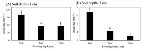 Emergence rate under different soil depths according to flooding depth. Soil depth was treated as two conditions, 1 cm (A) and 5 cm (B). Flooding was treated as three conditions, 0, 5 and 10 cm. The 0 cm of flooding depth was control treatment which treated enough water to seed germination. Flooding treatment was conducted for four weeks. Emergence rate was checked at three weeks after drained of water when emergence finished