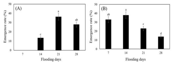 Emergence rate (%) according to different flooding periods. (A) Emergence rate after water draining. (B) Emergence rate at 30 days after water draining when emergence was fininshed