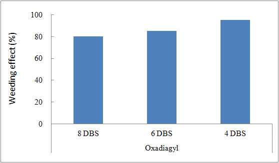 Weed control effect according to oxadiargyl applied on 8, 6 and 4 days before seeding for resistant Echinochloa oryzicola in puddle-spot sowing rice paddy field. DBS: days before seeding, oxadiargyl (680 g a.i. ha-1)