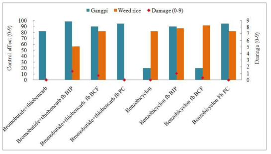 Weed control effect of herbicides system applied early application herbicides on 5 days before seeding and BIP, BCF on 10 days after seeding or on CP on 30 days after direct seeding for resistant Echinochloa oryzicola and weed rice in puddle-spot sowing rice paddy field. Bromobutide+thiobencarb (300+200 g a.i. ha-1), benzobicyclon (140 g a.i. ha-1), BIP: bromobutide+imazosulfuron+pyraclonil(900+75+180 g a.i. ha-1), BC F: benzobicyclon+carfentrazone-ethyl+flucetosulfuron GR(210+75+21 g a.i. ha-1), CP: cy halofop-butyl+propanil EC (225+2,000 g a.i. ha-1)